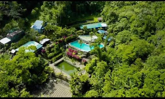 Rainforest